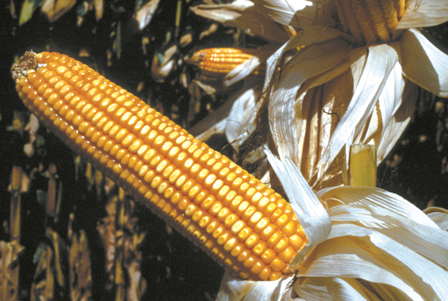 Aprosoja orienta produtores sobre doenças fúngicas no milho
