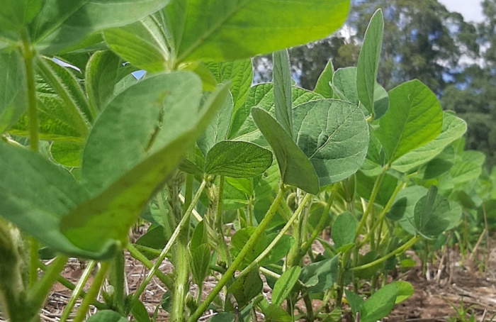 Desafios da nutrição de plantas de soja com alto desempenho