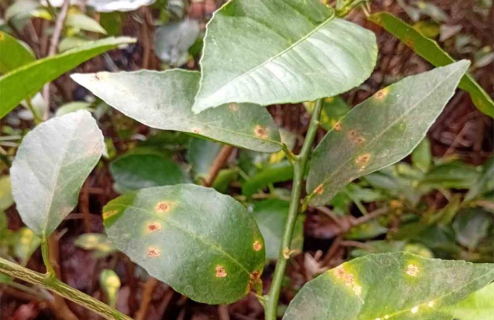 Agrodefesa destrói 350 mudas com cancro-cítrico em Itumbiara