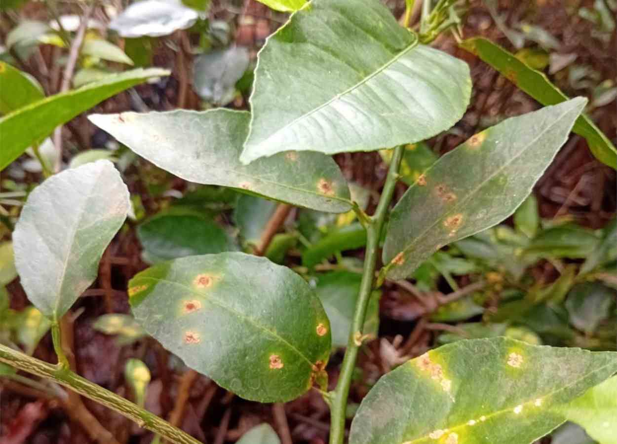 Agrodefesa destrói 350 mudas com cancro-cítrico em Itumbiara