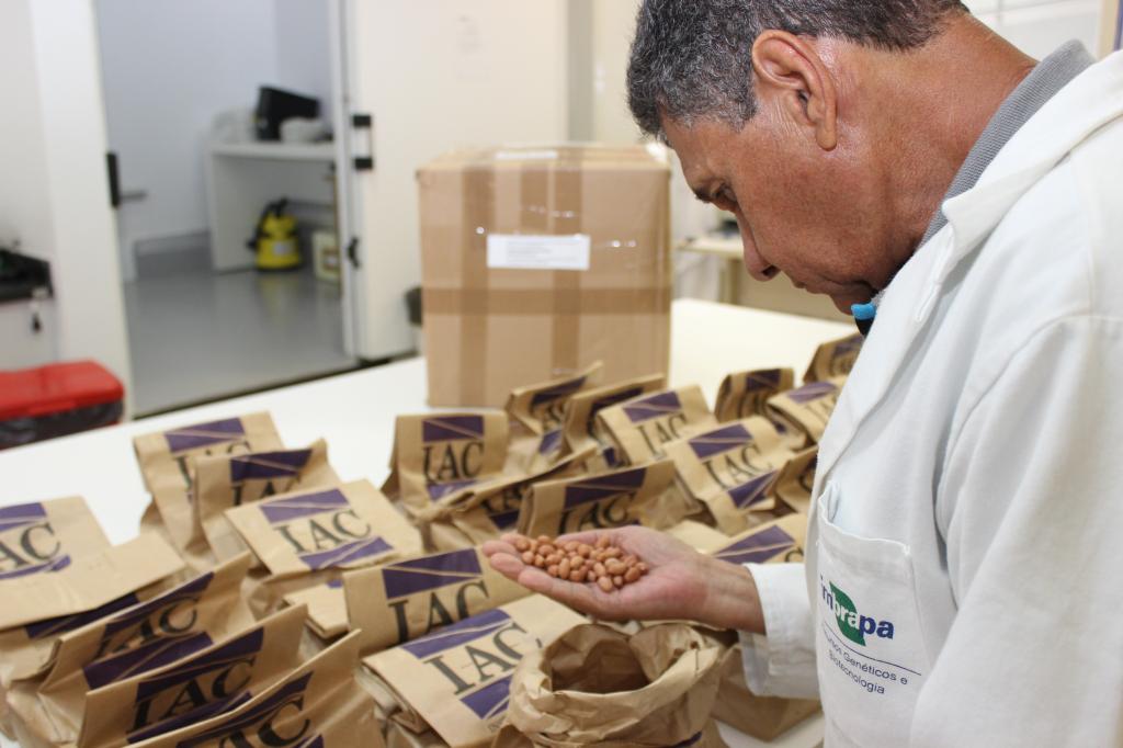 Embrapa recebe mais de 300 amostras de sementes de amendoim