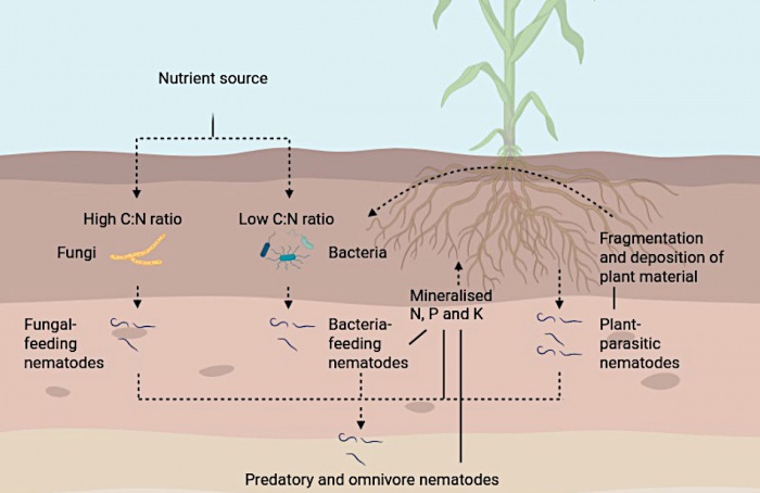 Fertilizantes moldam comunidades de nematoides