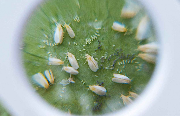 Plantas daninhas mantêm mosca-branca no campo