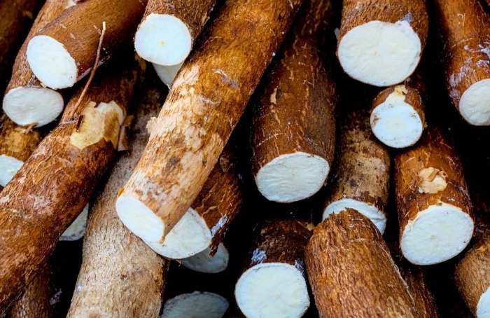 IAC lança cultivar de mandioca de indústria 25% mais produtiva