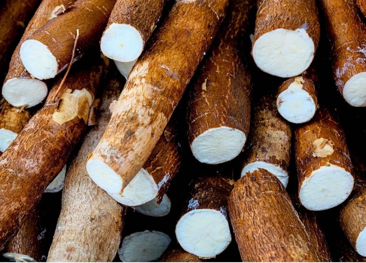 IAC lança cultivar de mandioca de indústria 25% mais produtiva