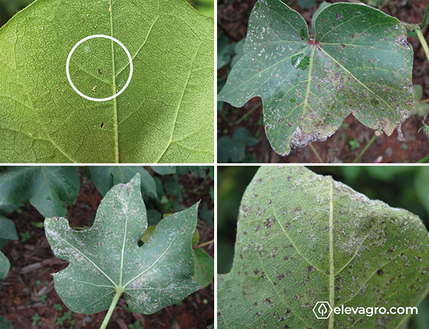 Figura 1 - Sintomas iniciais e avançados da mancha-de-ramulária (Ramulariopsis gossypii) em folhas de algodoeiro. Safra 2018/19, Planaltina/DF
