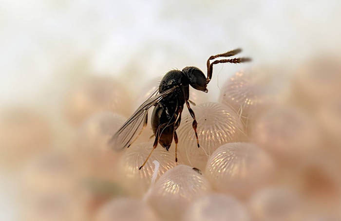 Telenomus remus tem melhor desempenho em ovos de Spodoptera litura