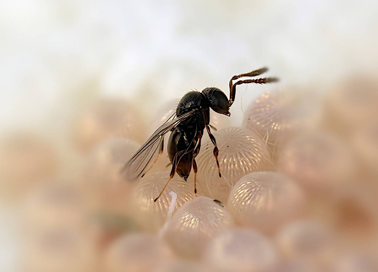 Telenomus remus tem melhor desempenho em ovos de Spodoptera litura