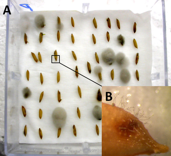Figura 1. Teste com substrato de papel filtro (A) para a detecção do fungo pela observação dos conídios de Bipolaris oryzae (B) mostrado em detalhe para um dos grãos.