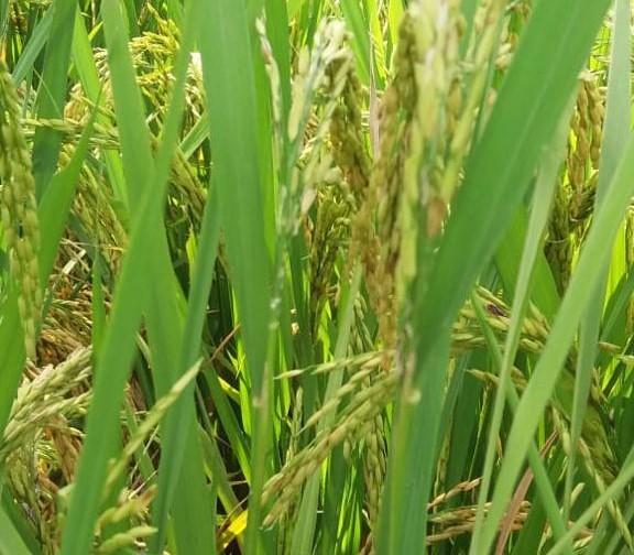 Epamig promove resgate de cultivar de arroz de várzeas para a região Leste de Minas
