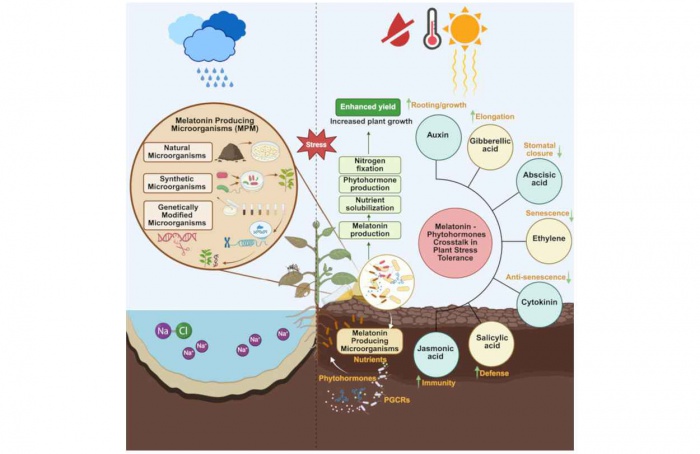 Melatonina avança como ferramenta agrícola