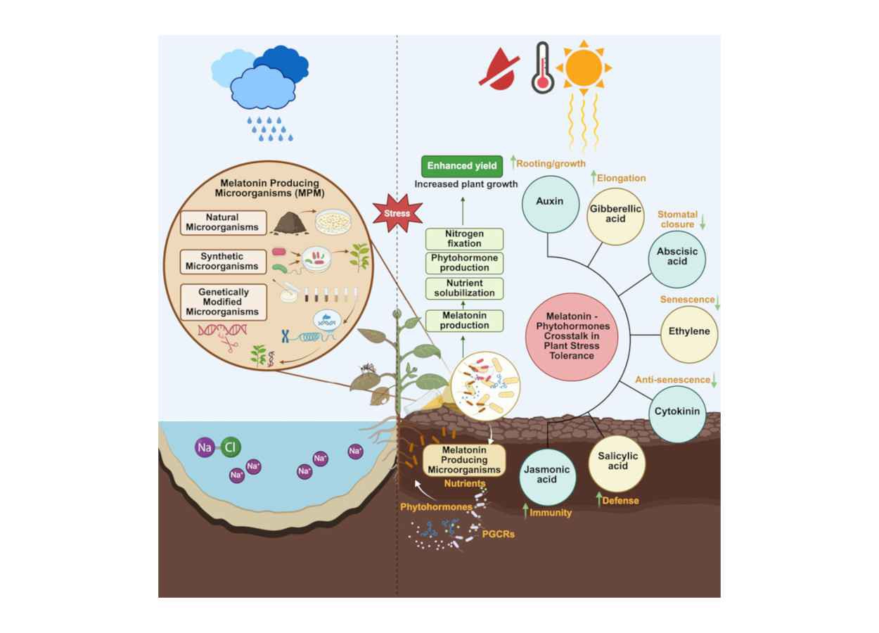La melatonina se está abriendo camino como herramienta agrícola.