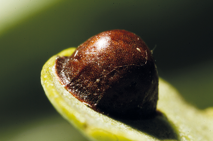 Figura 5 - Cochonilha-negra na parte abaxial da folha de oliveira.