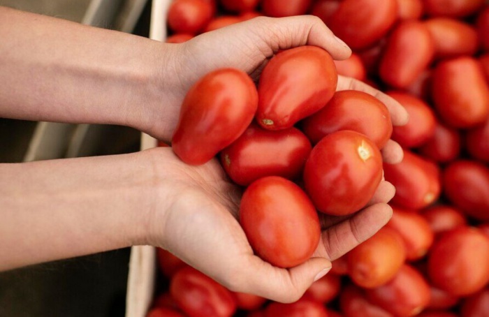 Produção de tomate industrial deve crescer 10% em 2024, mas clima traz desafios