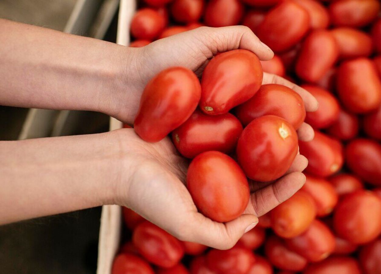 Produção de tomate industrial deve crescer 10% em 2024, mas clima traz desafios