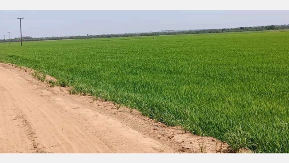 Arroz irrigado em Santa Cruz de Monte Castelo; foto: Vitor Lago