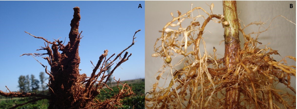 Figura 1 - Sintomas causados por nematoides em raízes de café. A) Meloidogyne paranaensis. B) Meloidogyne exigua. Fotos: Santino Aleandro da Silva
