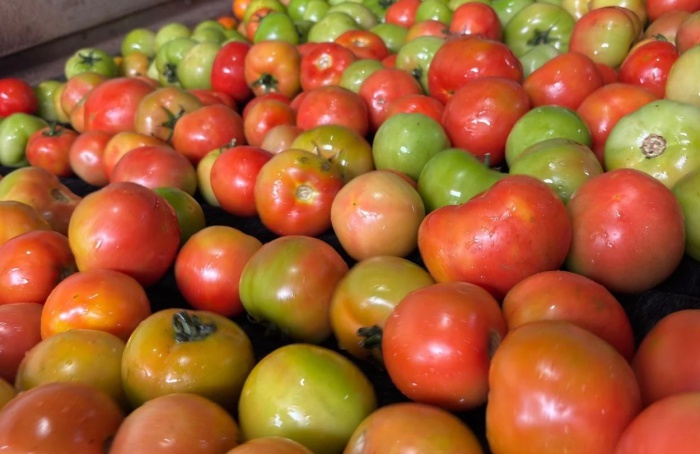 Goiás mantém liderança nacional na produção de tomate