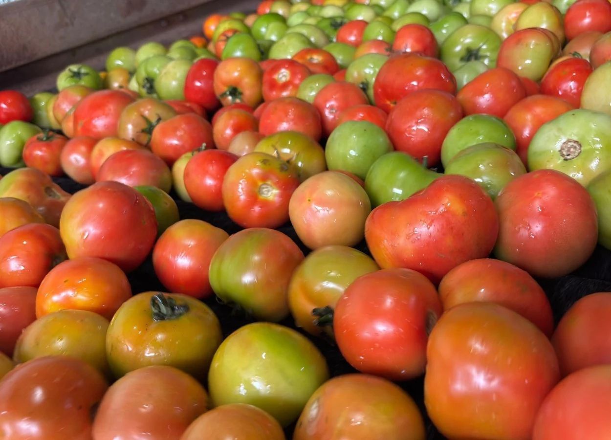 Goiás mantém liderança nacional na produção de tomate