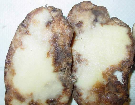 Sintomas de requeima em tubérculos de batata causados por Phytophthora infestans