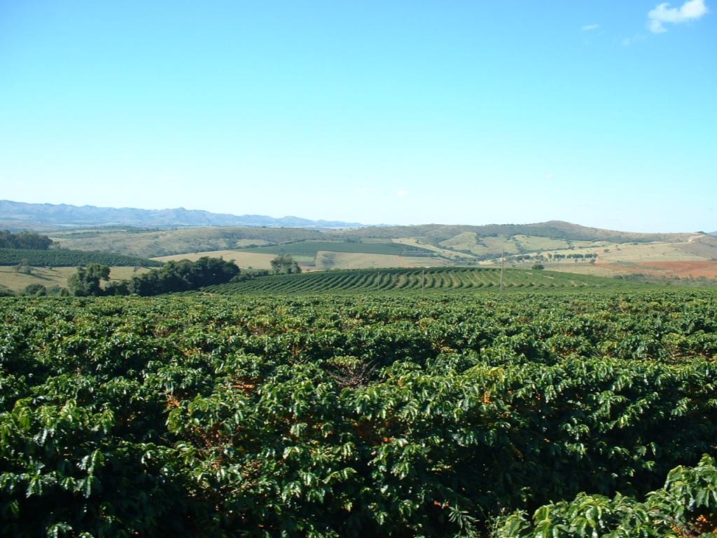 Produtividade média de café é de 31,6 sacas por hectare no Brasil