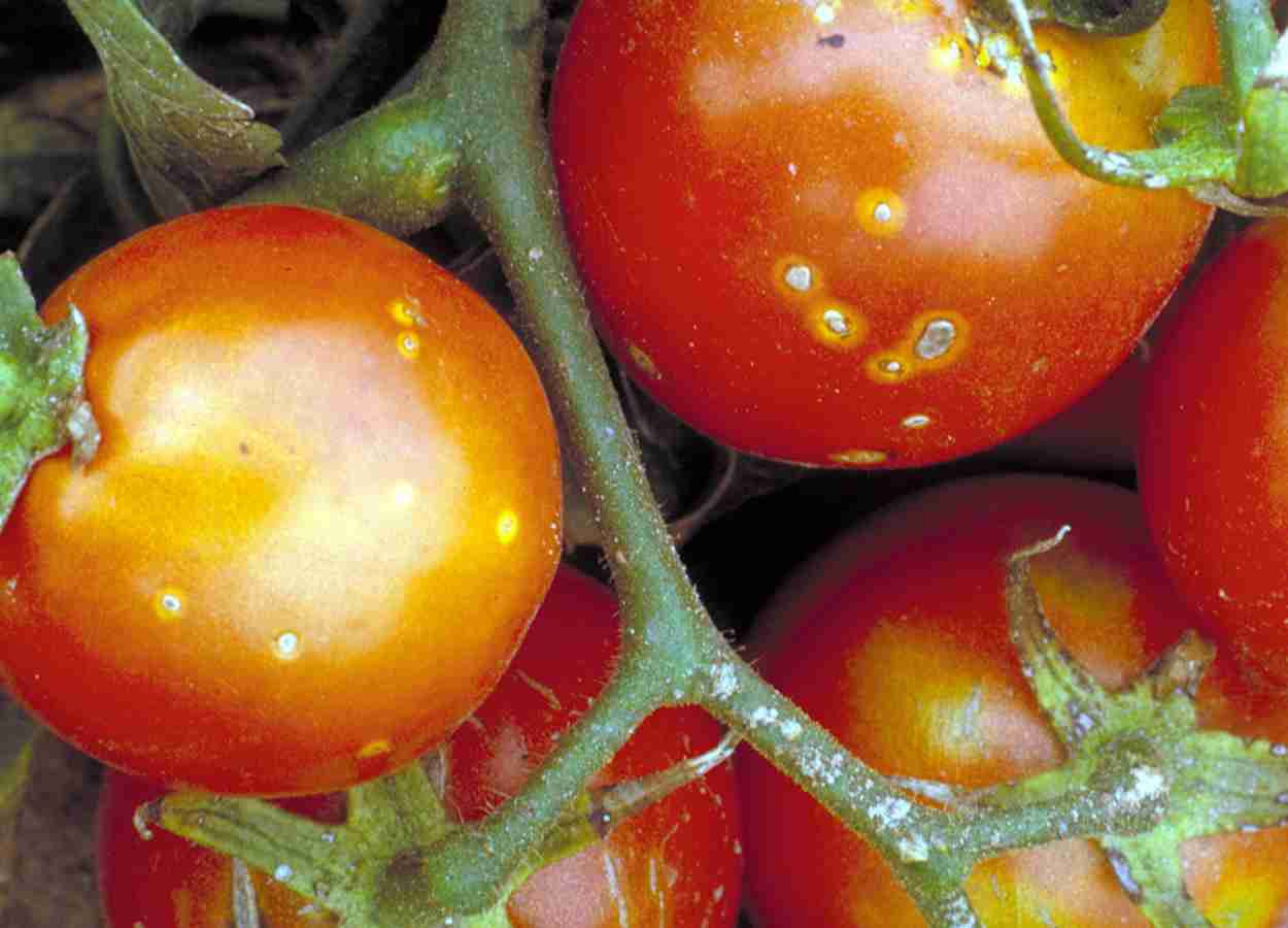 Vírus alteram gravidade de doenças bacterianas no tomateiro