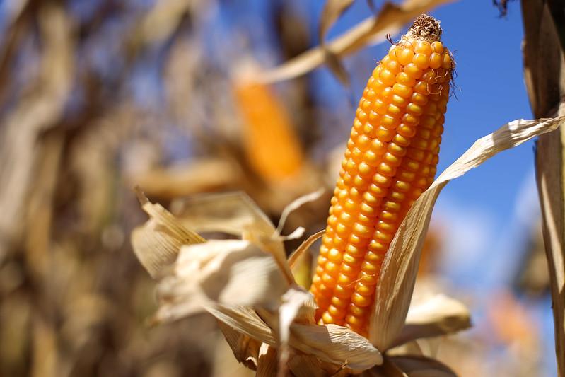 Preços do milho começam 2020 elevados
