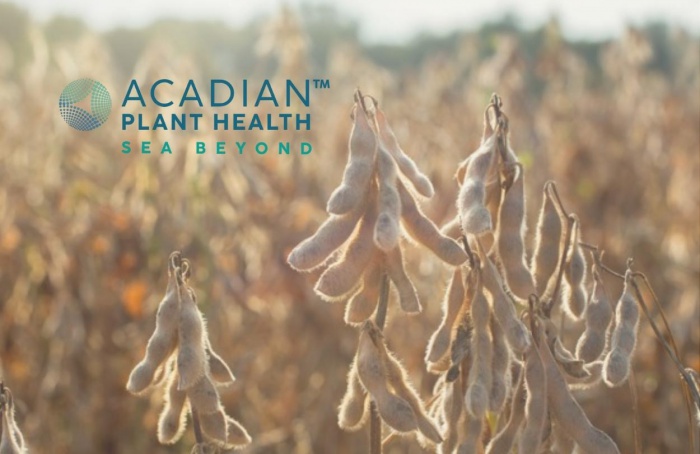 Soja campeã no Cesb teve bioestimulante da Acadian no manejo