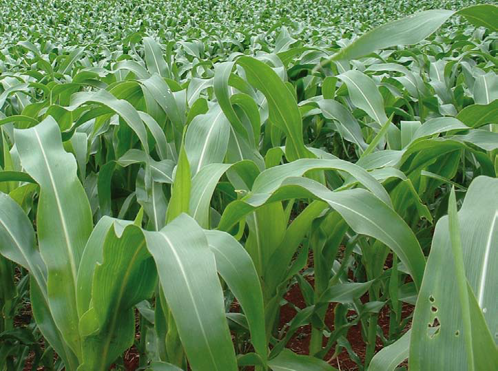 Estresse hídrico e o manejo de irrigação na cultura do milho