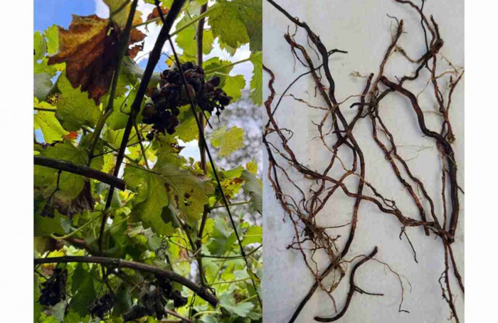 Nematoide Pratylenchus hippeastri é registrado no Brasil