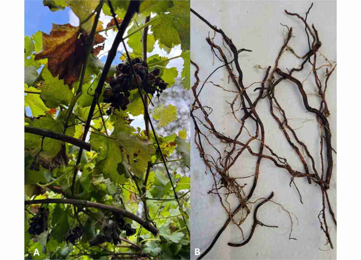 The nematode Pratylenchus hippeastri has been recorded in Brazil.