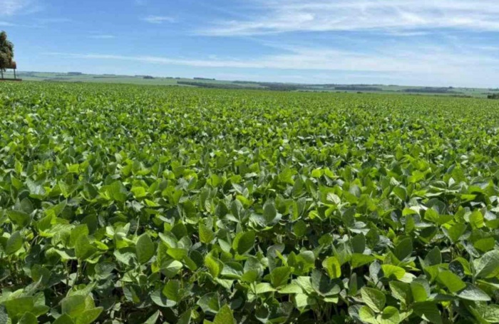 MS Safra 2025/26: plantio da soja atinge 95% da área total