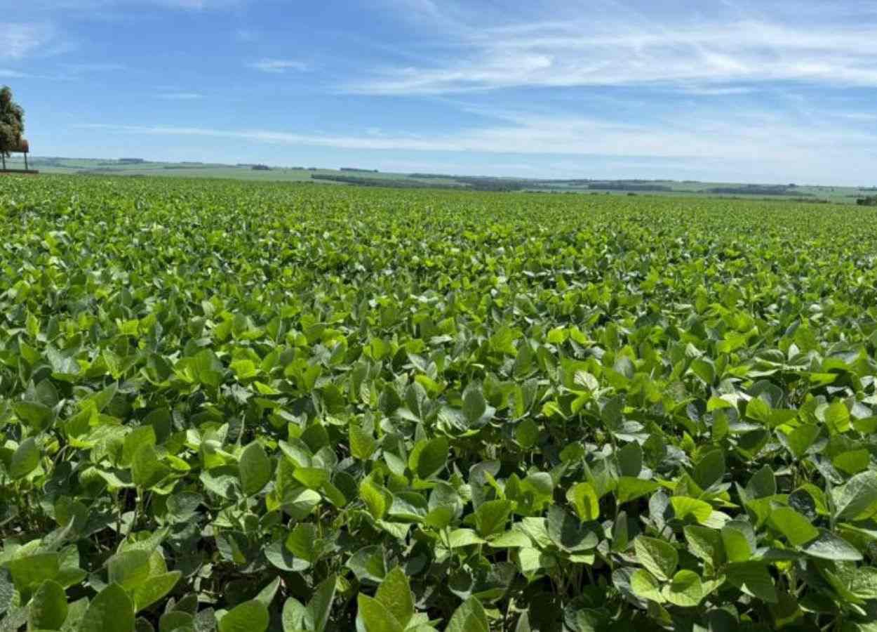 MS Safra 2025/26: plantio da soja atinge 95% da área total