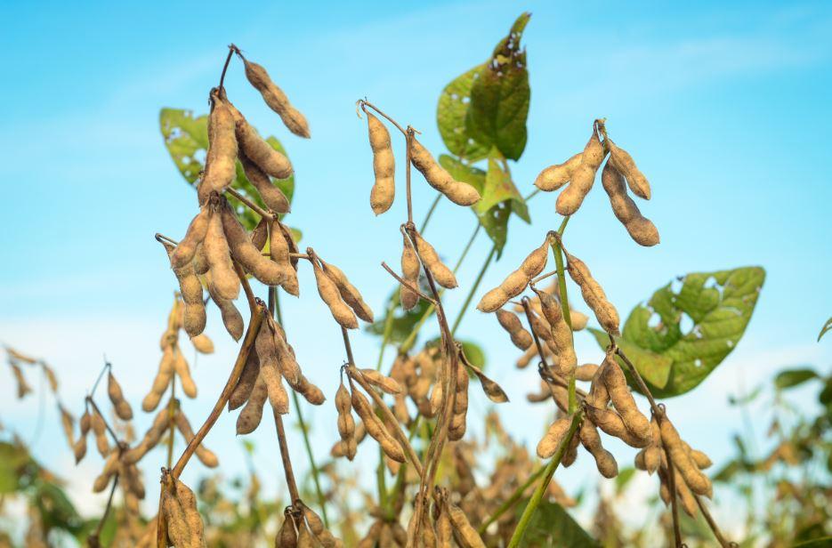 Produtor de soja deve estar atento ao teor de proteína do grão