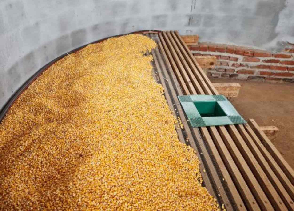 Manejo pós-colheita reduz perdas e preserva grãos