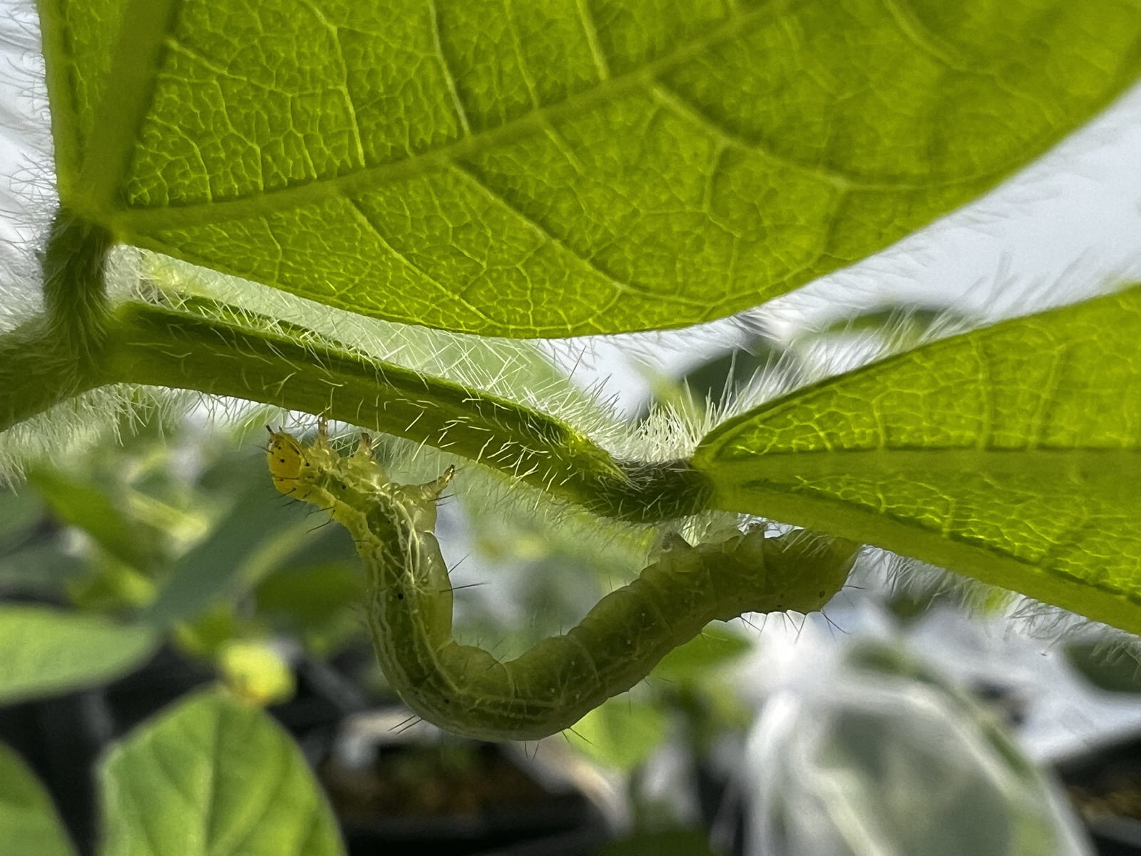 <i>Chrysodeixis includens</i>&nbsp;- Foto: Manish Gautam