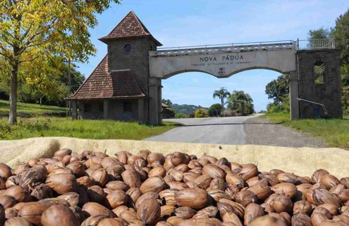 Nova Pádua sediará Abertura da Colheita da Noz-Pecã em 8 de maio