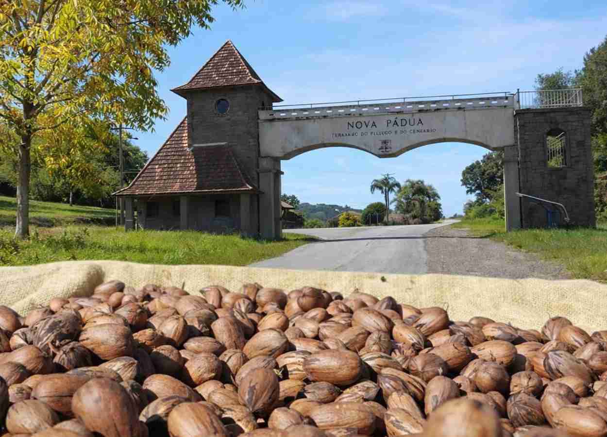 Nova Pádua sediará Abertura da Colheita da Noz-Pecã em 8 de maio