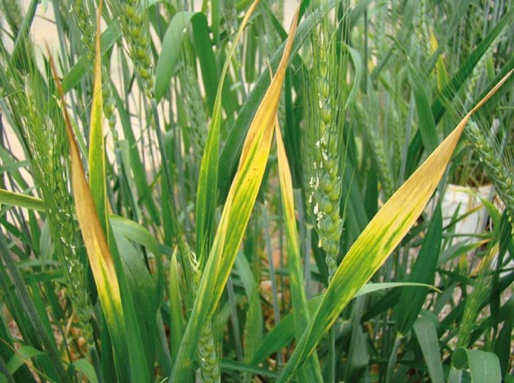 Amarelecimento de folhas de trigo causado pelo Barley yellow dwarf virus, agente causal do nanismo amarelo. - Foto Douglas Lau – Embrapa Trigo