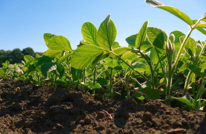 Comissão de Agricultura aprova mudança na Lei de Proteção de Cultivares