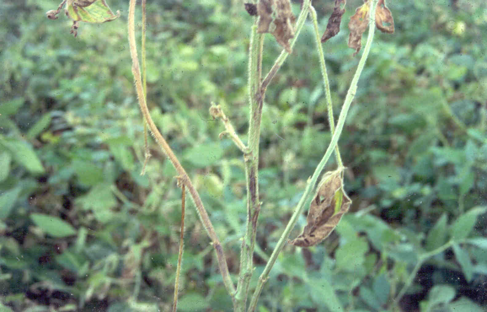 Fig. 5. Cancro-da-haste em soja, causado por Diaporthe aspalathi (sin. Diaporthe phaseolorum f. sp. meridionalis), na safra 1993/1994.