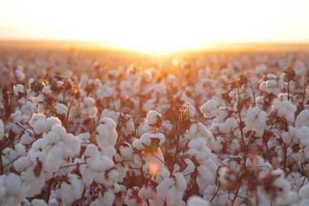 Novas variedades de algodão da BASF chegam ao mercado