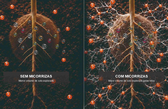 Micorrizas arbusculares e o desenvolvimento das plantas
