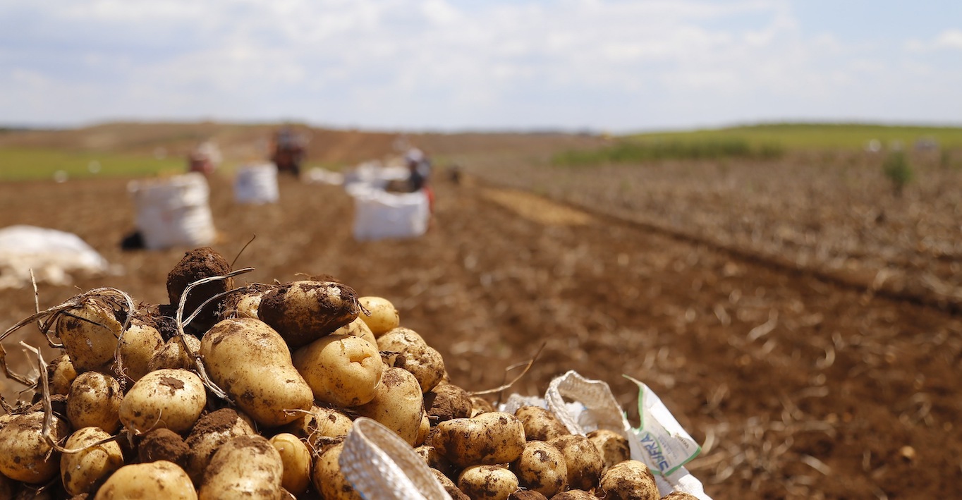 Colheita de batatas chega a 78% da área no Paraná