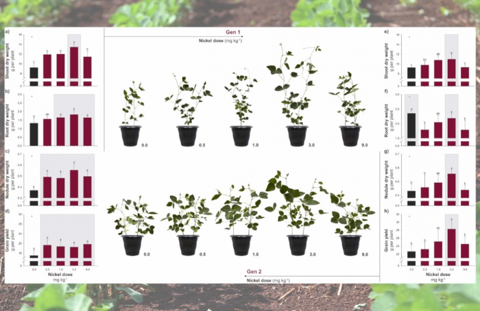 Níquel aumenta a produtividade da soja, mas requer cuidados na dosagem, indica estudo