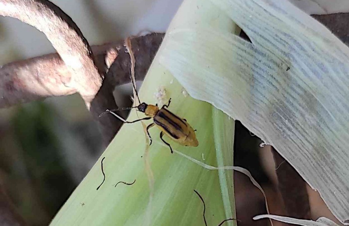 Resistência de Diabrotica virgifera reduz eficácia do refúgio no milho Bt