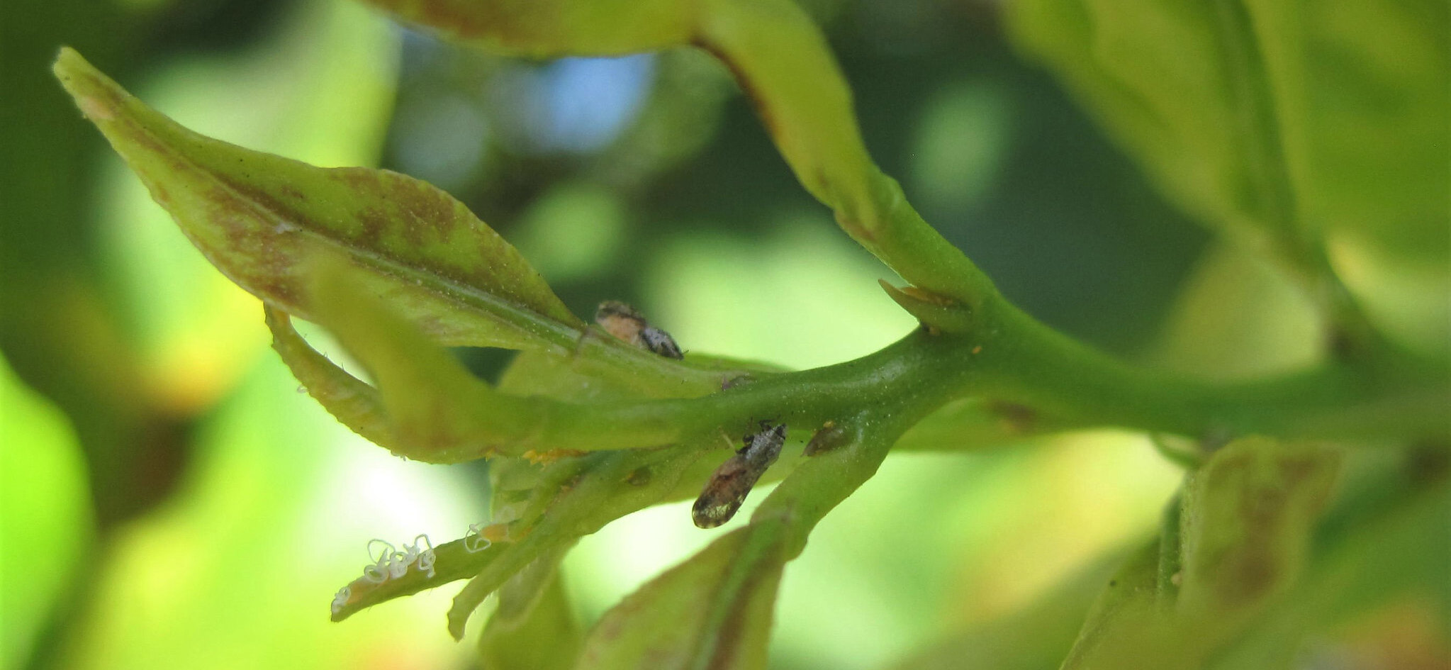 Integrada e IDR-PR firmam parceria no controle biológico do Greening dos Citrus