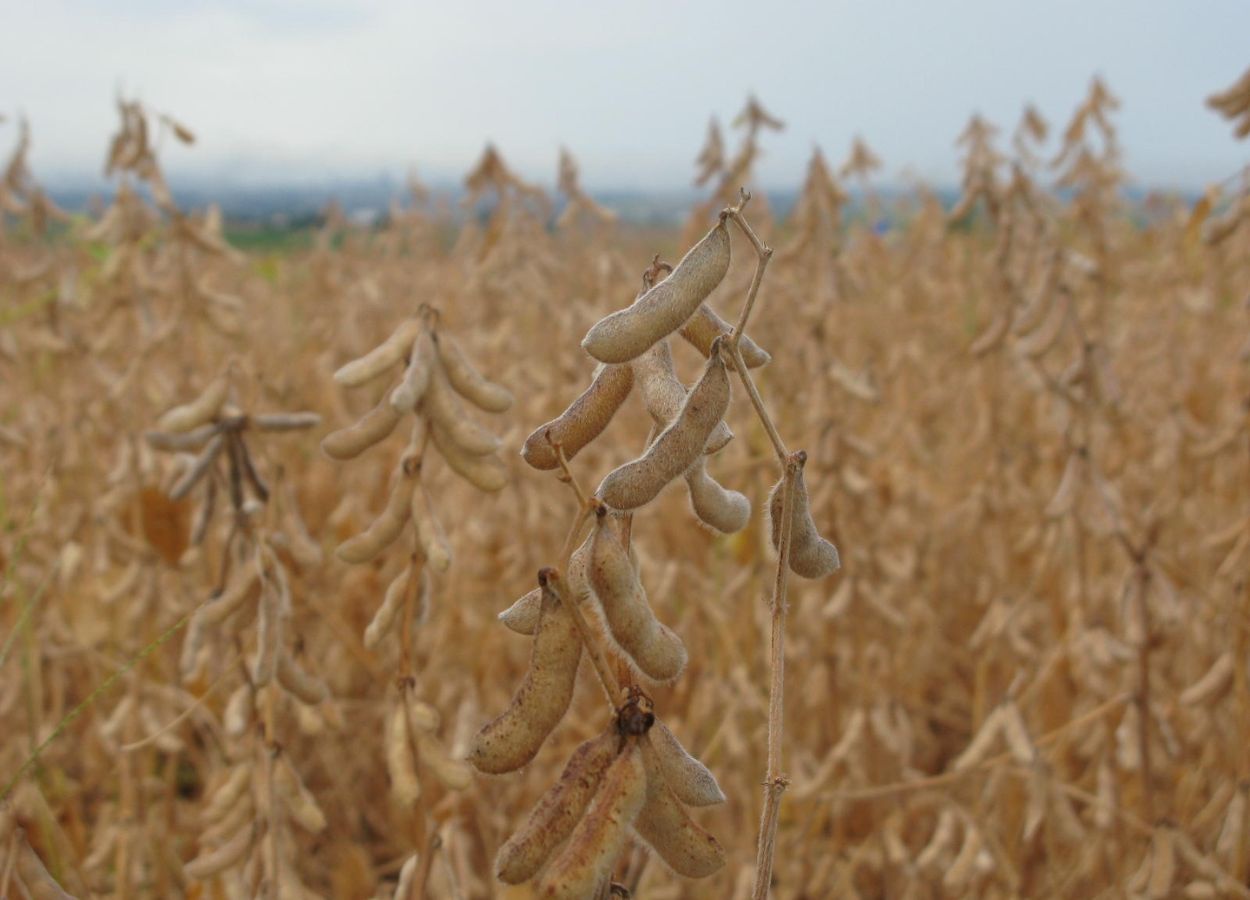 Portaria estabelecida pelo Ministério da Agricultura manteve o período até 24 de setembro em solo goiano