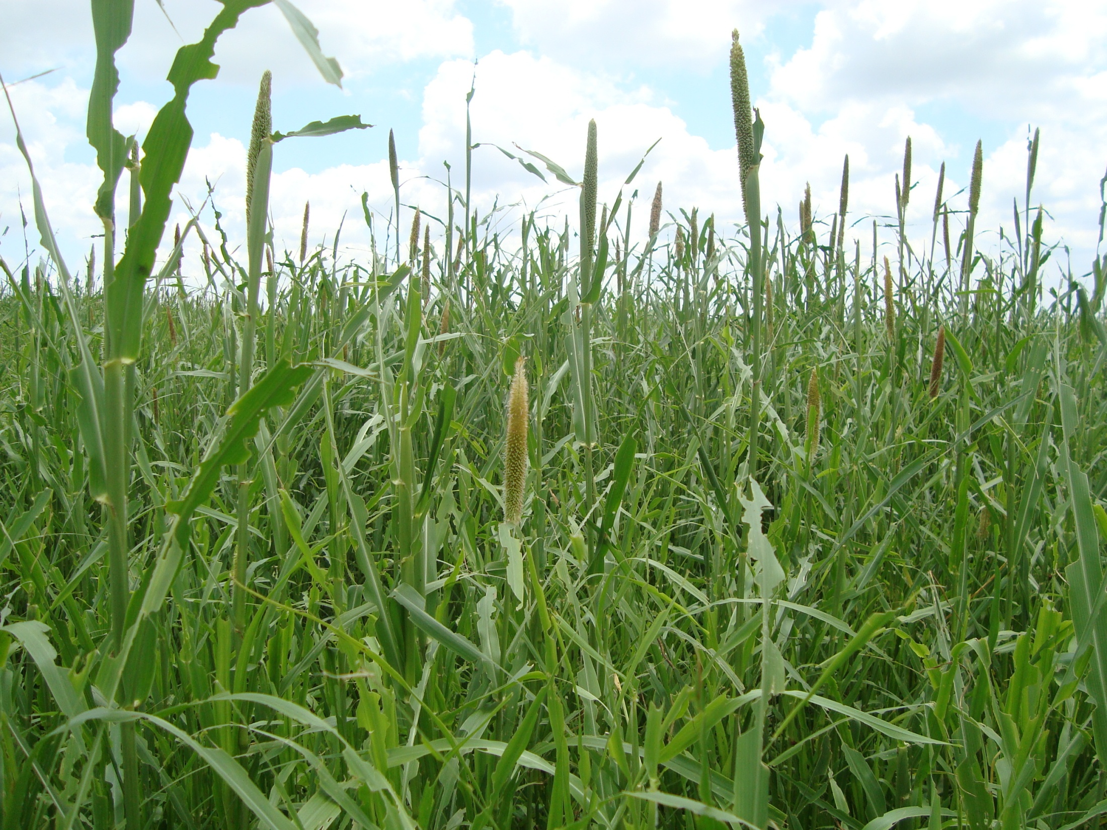 Detail of millet area with Spodoptera close to soybean desiccation and sowing