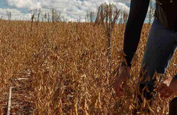 Agroconsult estima safra brasileira de soja em 184,7 milhões de toneladas